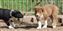 Astra Dale x Mist pups 2011  24-04-2011 11-19-29.JPG