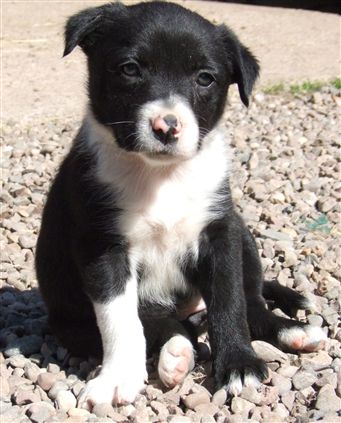 Click for large image