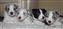 Alfie x Tic puppies  in a line 20-02-2011 13-47-33.JPG
